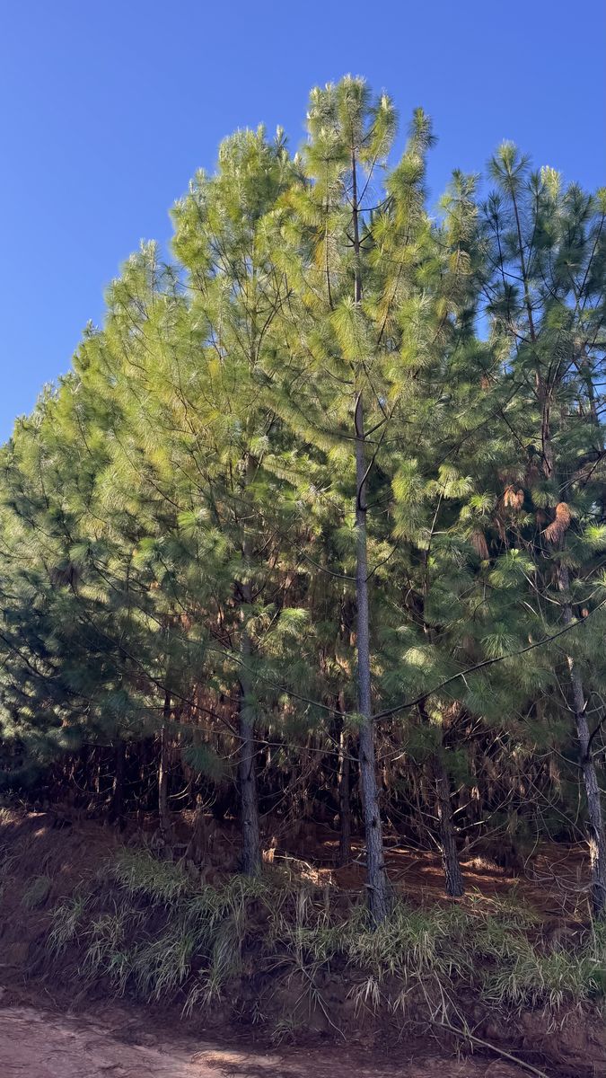 Plantio de Pinus maximinoi